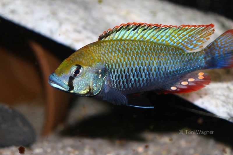 Astatotilapia calliptera 'Thumbi East Island'
